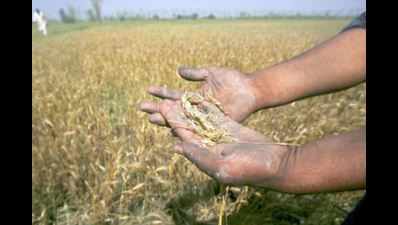 Crop study: American junket for Telangana tribals