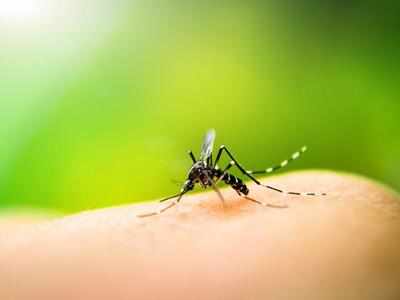 Home Hacks to Prevent Mosquito Bites