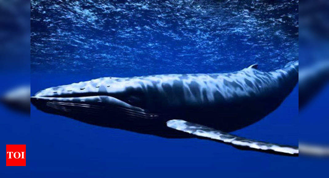 Vishal Mane: Fighting Blue Whale threat: Nagpur cops list 50 tasks on