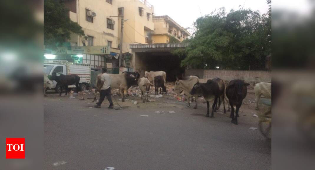 Bovine mess - Times of India