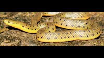Aquatic snake favouring elevated laterite plateaus in north Western Ghats found