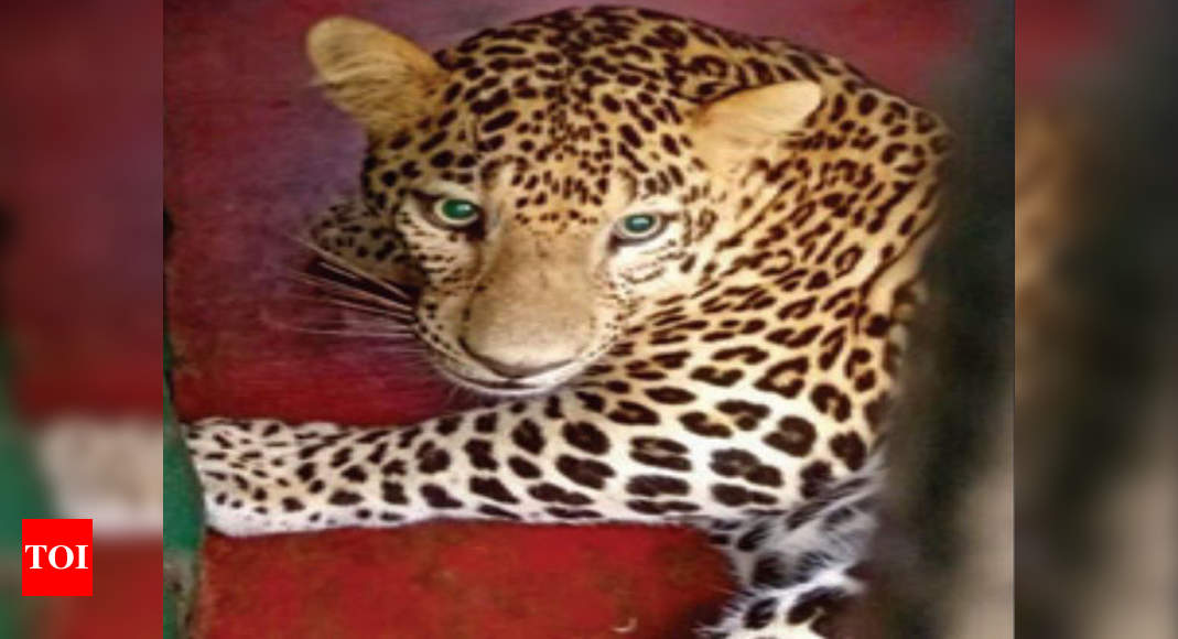 Leopard that killed child, attacked others, captured | Mumbai News - Times  of India