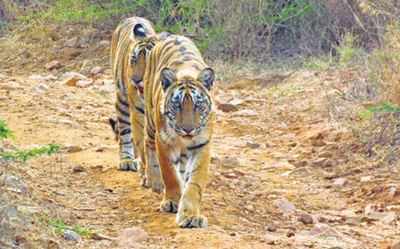 After 4 years, Mukundara Hills to get three tigers