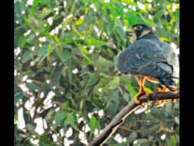 Great Mughals King Of Birds Has A Chair At Panjab