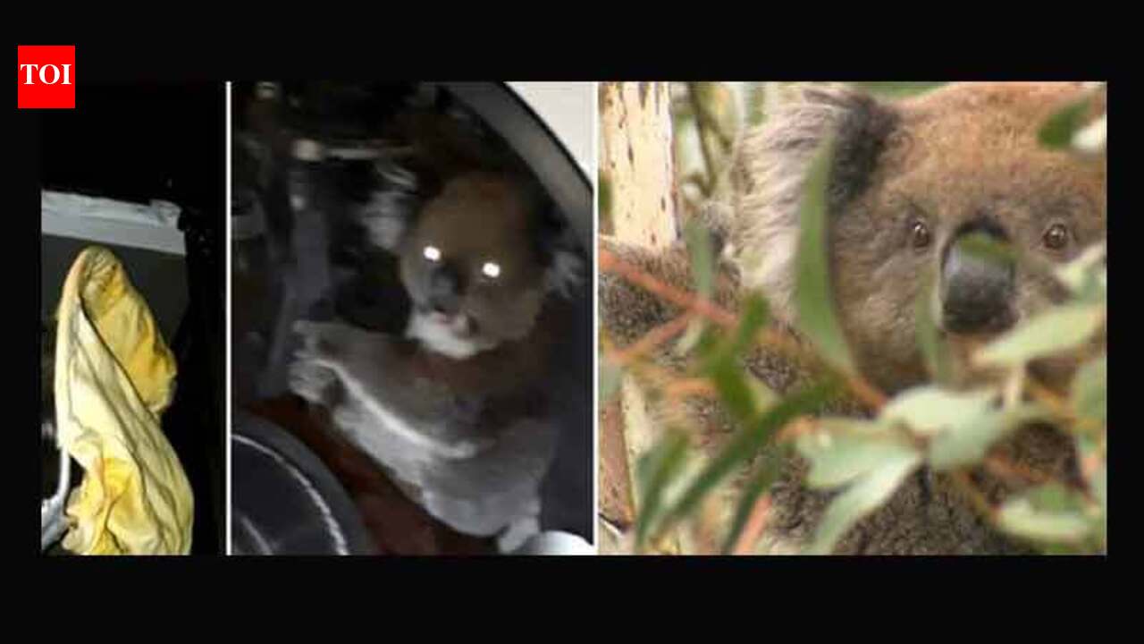 Watch: Koala rides for 16-km inside car axle