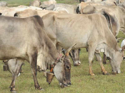 Now, cattle breeding centre where Mughals held shikar