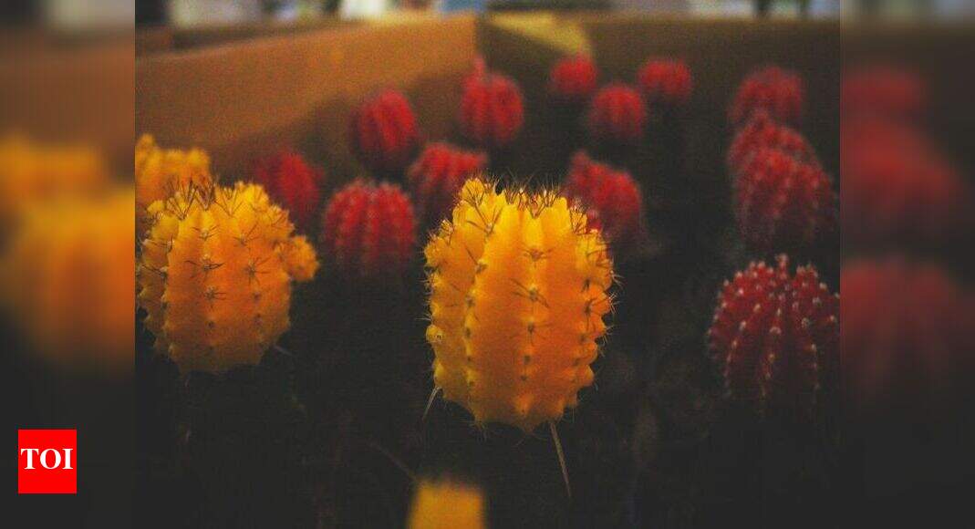 Plants and Flower show back in Belagavi after a 12year gap Hubballi