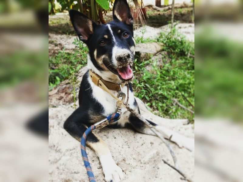 Who is the cutest Indian dog alive? 'Me,' says Moochi | Malayalam Movie  News - Times of India
