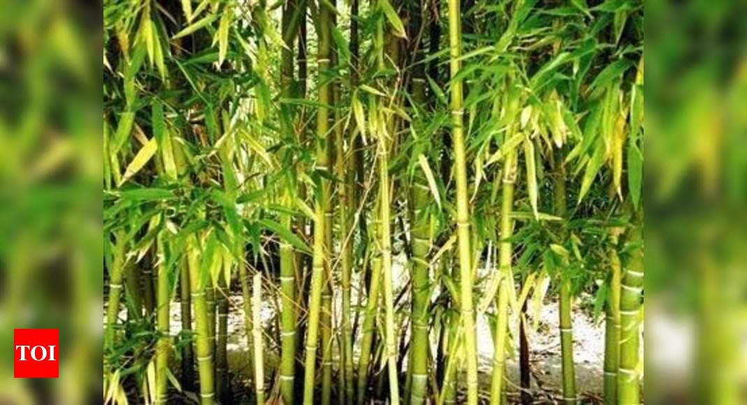 Bamboo training gives people job opportunities Nagpur News Times of