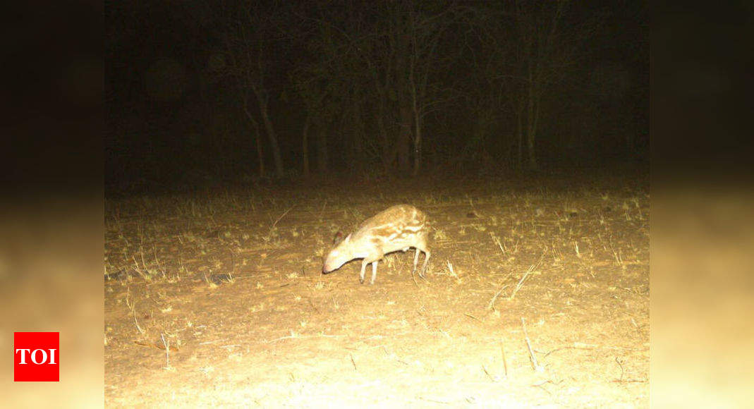 Mouse Deer Indian Mouse Deer Spotted After 112 Years In Chhattisgarh Times Of India