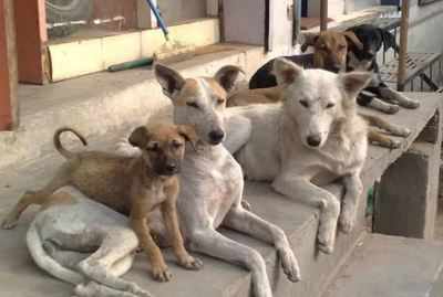 Pack of stray dogs mauls 4-year-old to death in Andhra Pradesh