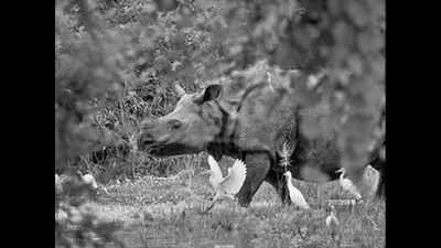 Kaziranga forest guards kill rhino in self-defence