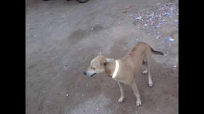 Stray dogs get reflective collar to prevent road accidents