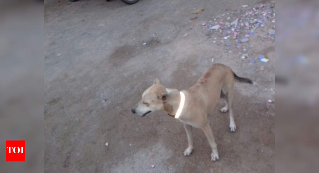 reflective collars for stray dogs