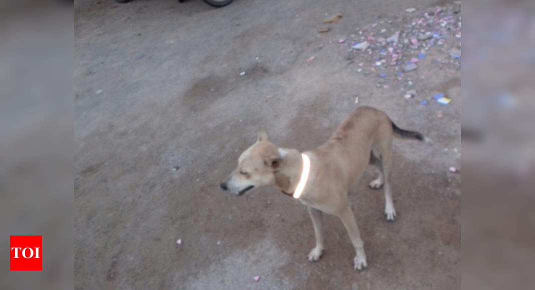 Stray Cattle And Dogs Bhubaneswar: Stray dogs get reflective collar to ...