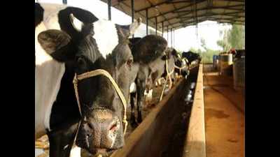 Five milk dairies in Karnataka all set to receive Milk Mark from NDDB