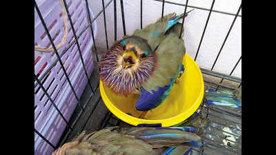 Parakeet Pilates exercise on trapeze table