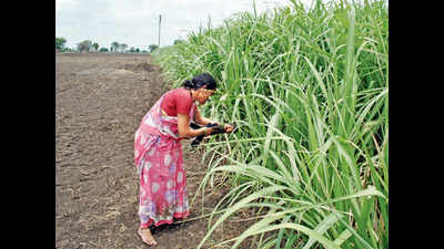 Vidarbha, Marathwada rain shortfall may hit kharif crop yield by 30%