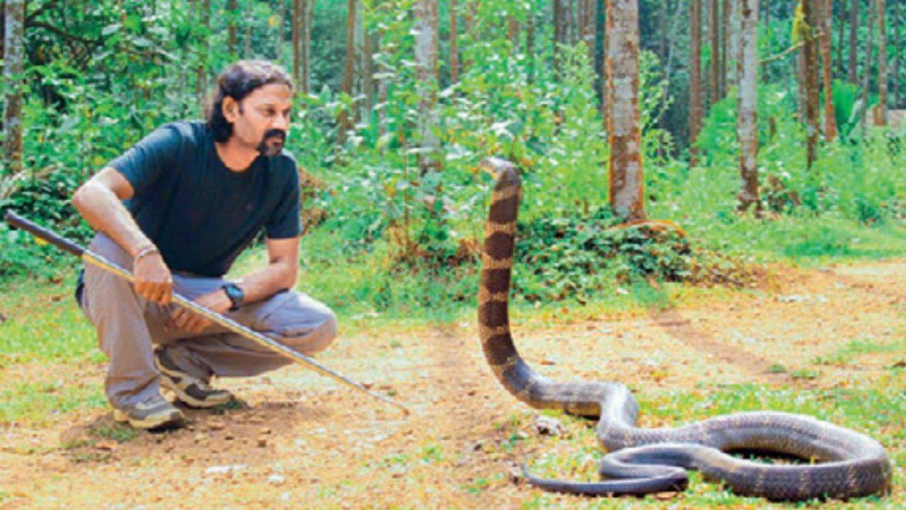 King Cobra Fact Sheet, Blog, Nature