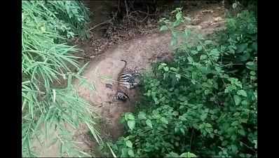 Tiger cub killed by leopard in Madhya Pradesh, toll hits 16 in 9 months