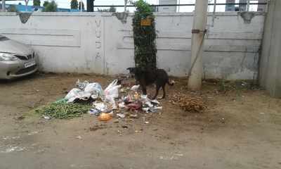 Dogs munching on garbage