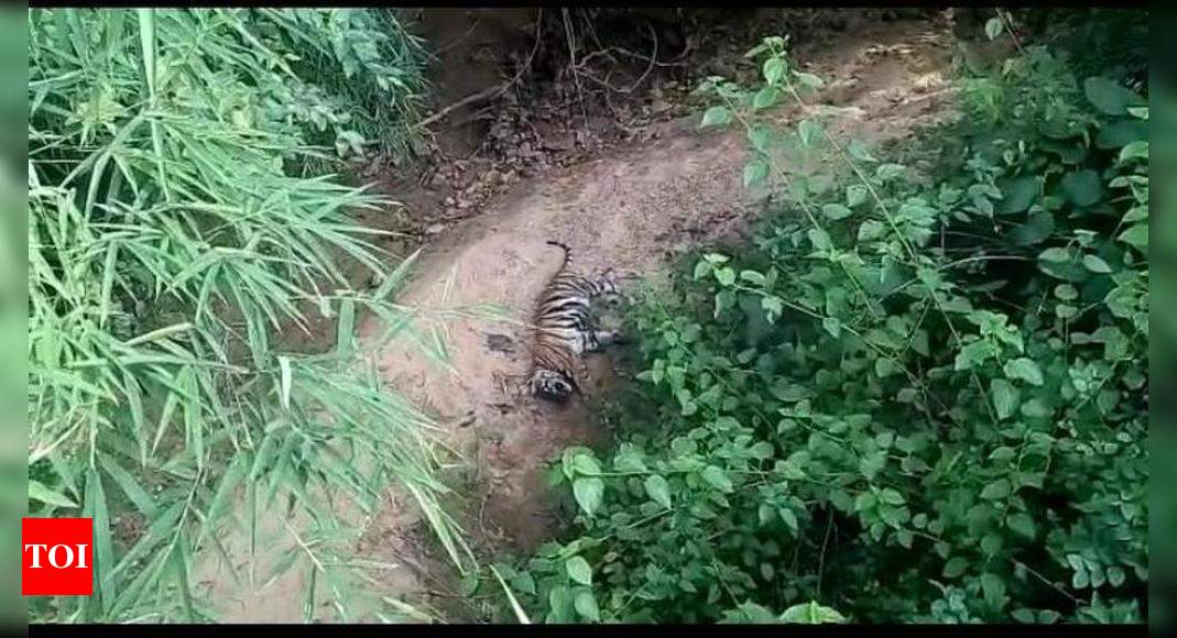 Tiger cub killed by leopard in Bandhavgarh | Bhopal News - Times of India