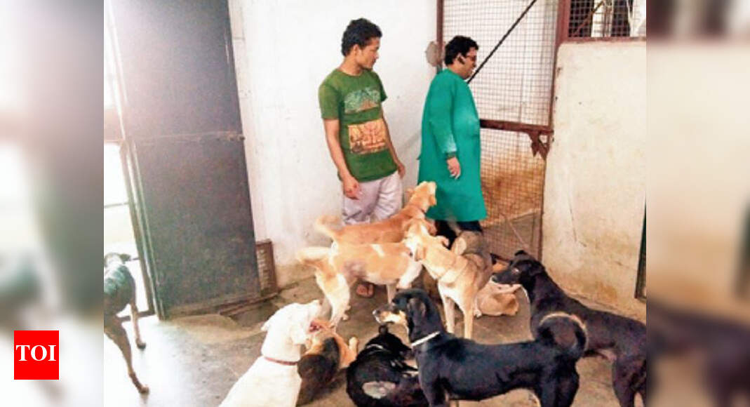 Feeders' stray dog love bites Mohali vets Chandigarh News Times of
