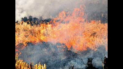 Paddy stubble burning banned, DC assures smooth procurement ...