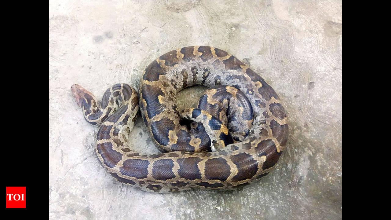 213 pythons rescued in 9 months | Kochi News - Times of India