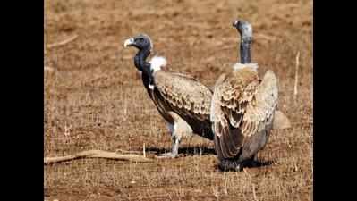 MP is home to 40% long-billed vulture population: Study
