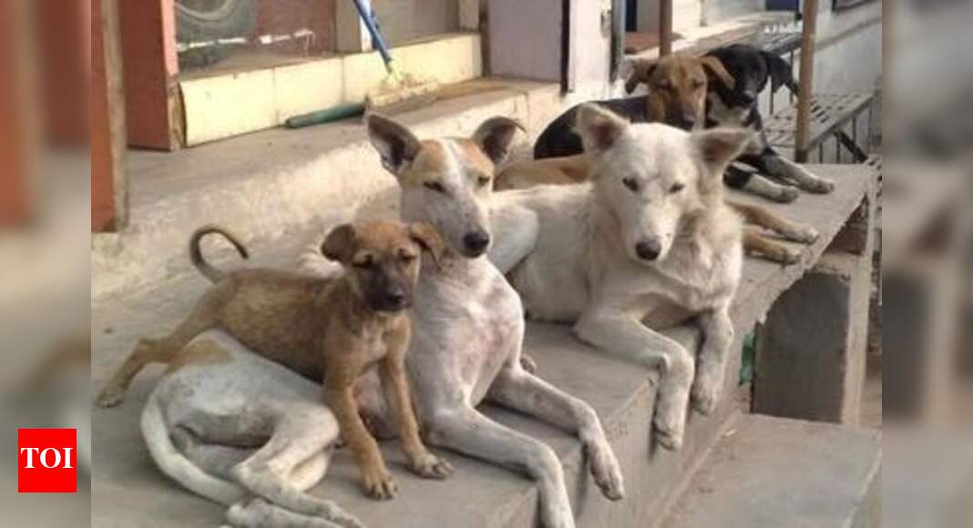 Kolhapur Based Animal Welfare Forum To Sterilise Stray Dogs Kolhapur News Times Of India