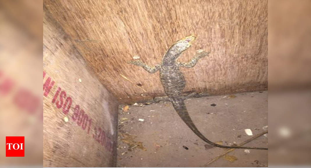 Monitor lizard rescued from Vashi | Navi Mumbai News - Times of India