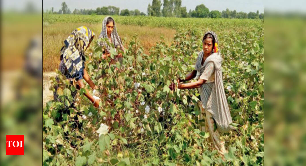 Farmers, labourers at odds over cotton picking wages | Chandigarh News -  Times of India