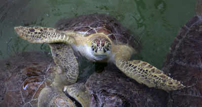 Centre approves setting up a turtle sanctuary in Allahabad