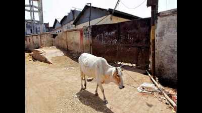 Man arrested for cow slaughter in Saharanpur