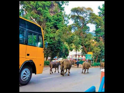 Stray animals pose risk to Ooty pedestrians | Coimbatore News - Times of India Stray animals pose risk to Ooty pedestrians | Coimbatore News - Times of India