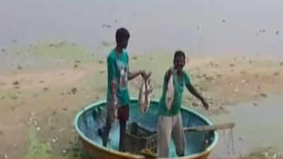 Chemical waste kills over 20 lakh fish in Hyderabad lake