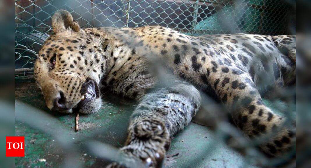 Leopard rescued after 36 hours in Maruti’s Manesar car factory ...