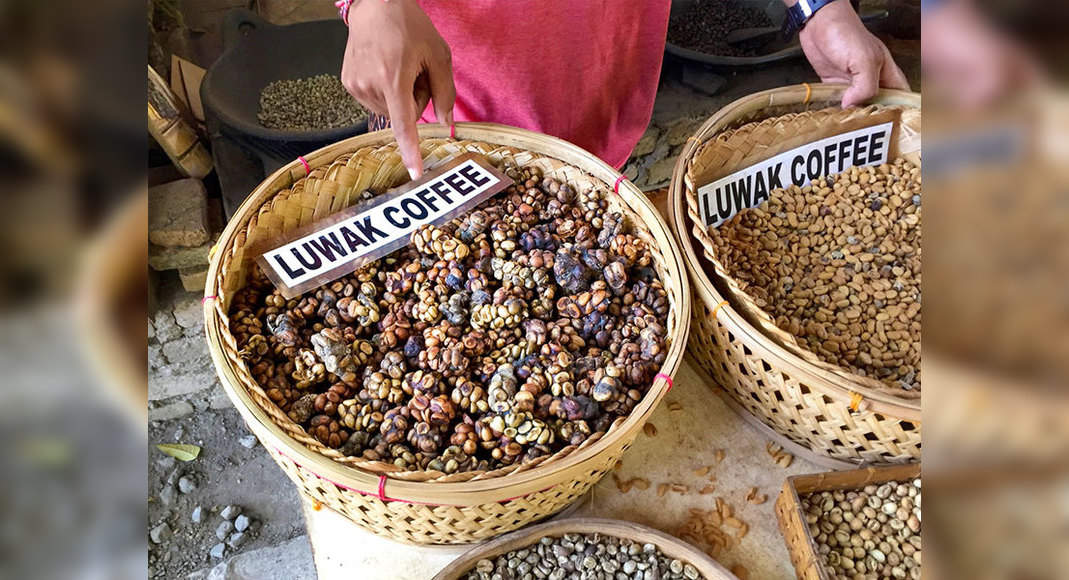 The shocking secret behind the world's most expensive coffee | The Times of  India