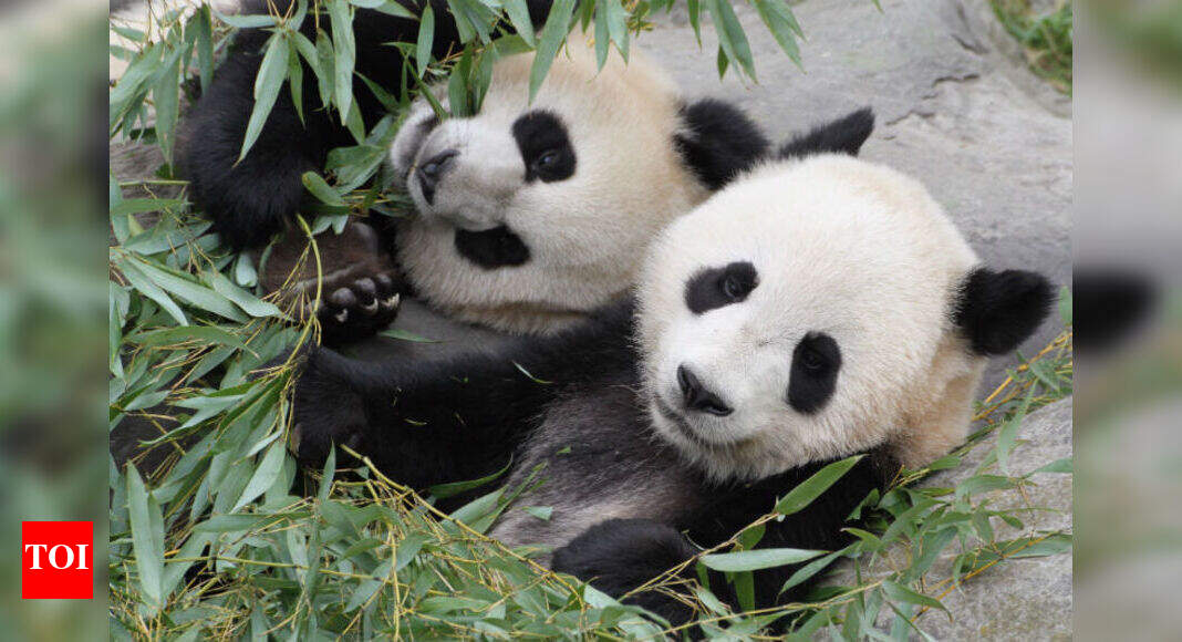 'Fall for pandas all over again' with this video - Times of India