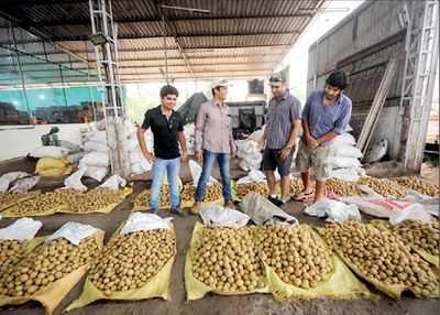 Dahanu's Irani chikoo growers want to leave farming after 117yrs