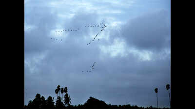 Low pressure to cause heavy rain in Odisha in next 24 hours: IMD