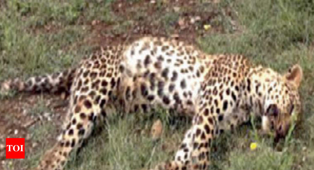 Rescue The Animal: 3-yr-old Leopard Beaten To Death In Karnataka ...