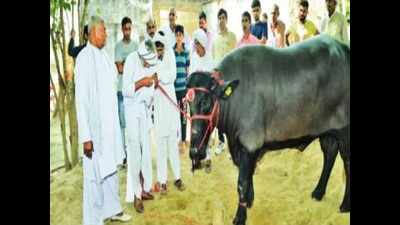 Murrah bull sold for Rs 5 lakh, mass feast for villagers