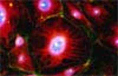 New way to treat cancer using gas bubbles