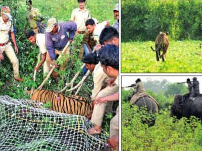Tigress caught in Mysuru field; second in 24 hours