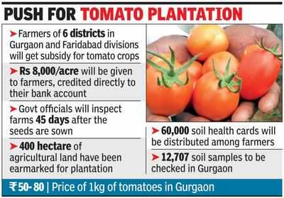 Government extends Rs 8,000 farm subsidy to tomato growers in Gurgaon, Faridabad
