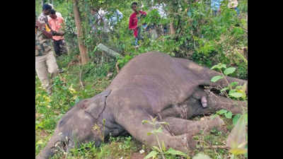 Elephant calf found dead in Hassan
