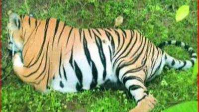 Man-eater tigress ‘Kismat’ to be shot at sight, says court
