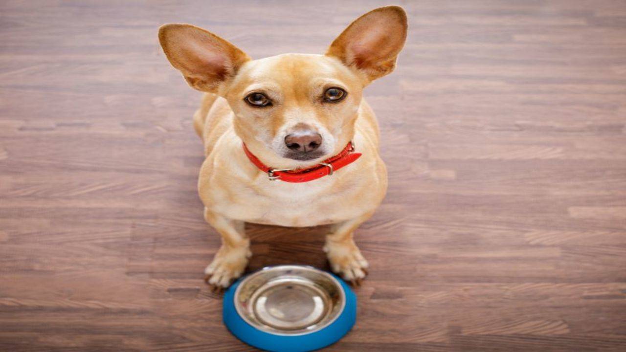 Should you be feeding your furry friend raw food Times of India